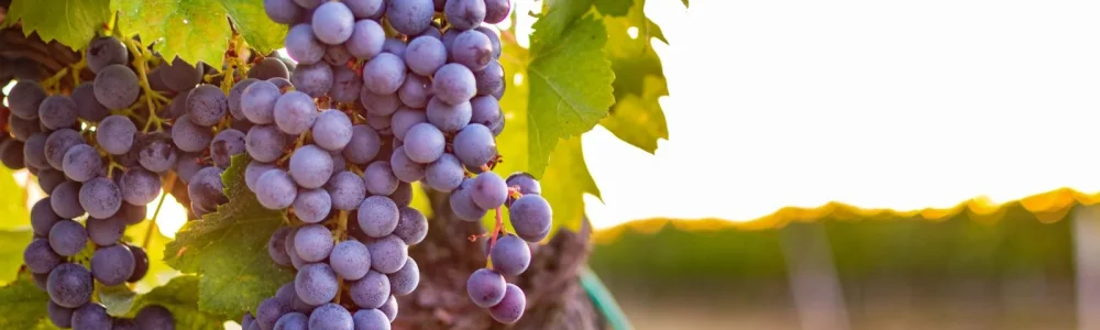 A close up shot of growing grapes