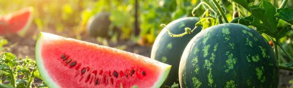 Big juicy watermelons