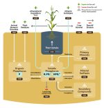 اسید فسفریک ۳۰ درصد