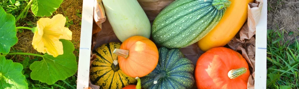 Easy squash varieties
