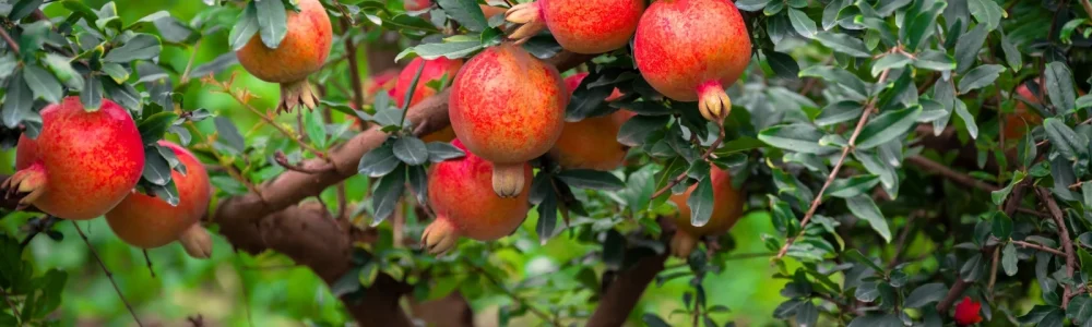Fruit trees september