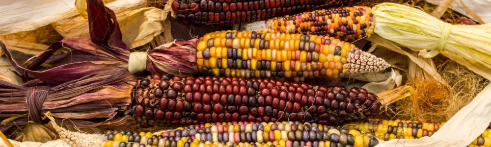 Ornamental corn varieties